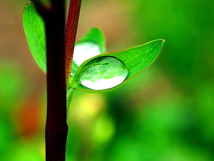 macro photo of water droplet on green leaf